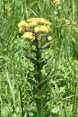 Helichrysum mutabile