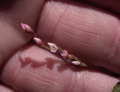 Persicaria meisneriana