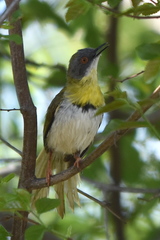 Apalis flavida neglecta