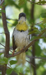 Apalis flavida neglecta