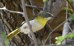 Apalis flavida neglecta