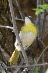 Apalis flavida neglecta