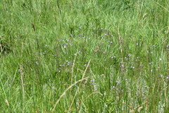 Wahlenbergia paucidentata