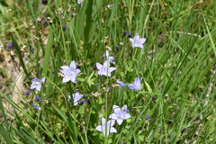 Wahlenbergia paucidentata