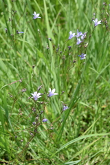 Wahlenbergia paucidentata