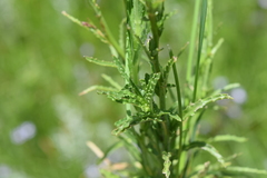 Wahlenbergia paucidentata