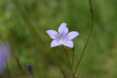 Wahlenbergia paucidentata