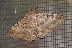 Polydesma umbricola