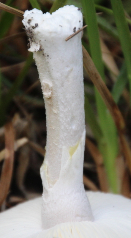 Leucoagaricus leucothites image