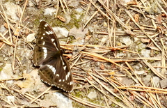 Limenitis helmanni