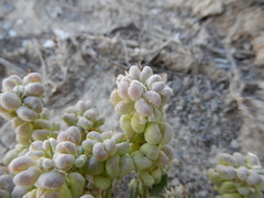 Physaria acutifolia