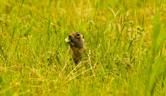 Spermophilus erythrogenys