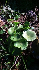 Umbilicus intermedius