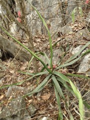 Agave funkiana