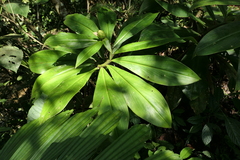 Costus amazonicus