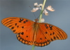 Gulf Fritillary - Photo (c) Mary Keim, some rights reserved (CC BY-NC-SA)