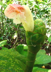 Costus amazonicus