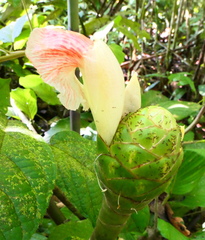 Costus amazonicus