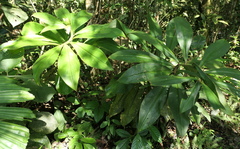 Costus amazonicus