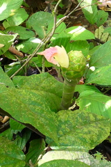 Costus amazonicus