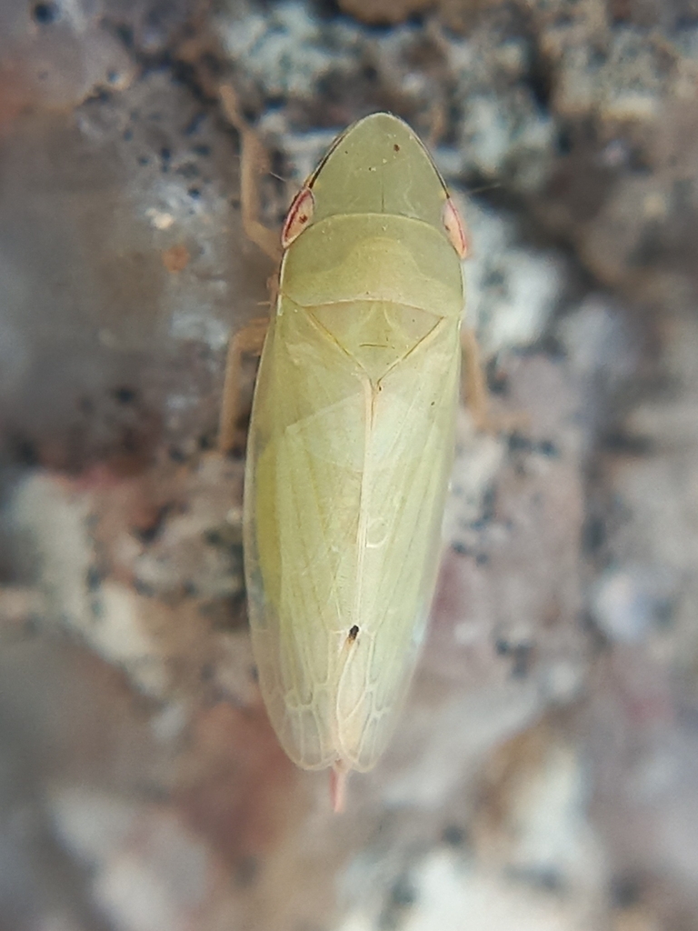 Hecalus lutescens