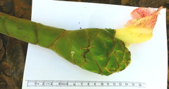 Costus amazonicus