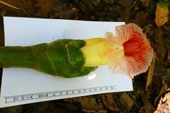 Costus amazonicus