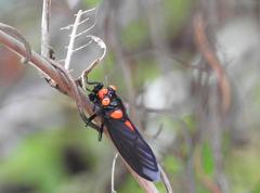 Huechys sanguinea