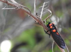 Huechys sanguinea