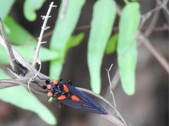 Huechys sanguinea