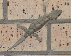 Homopholis walbergii