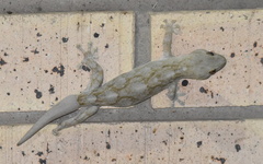 Homopholis walbergii