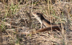 Gerrhosaurus nigrolineatus