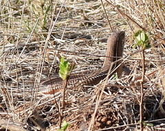 Gerrhosaurus nigrolineatus