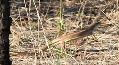 Gerrhosaurus nigrolineatus