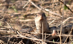Gerrhosaurus nigrolineatus