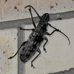 Tithoes confinis