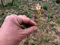 Gladiolus permeabilis permeabilis