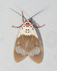 Amerila crokeri