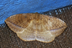 Eupterotidae