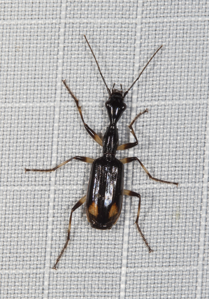 Clarencia