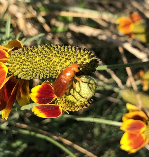 Zonitis perforata