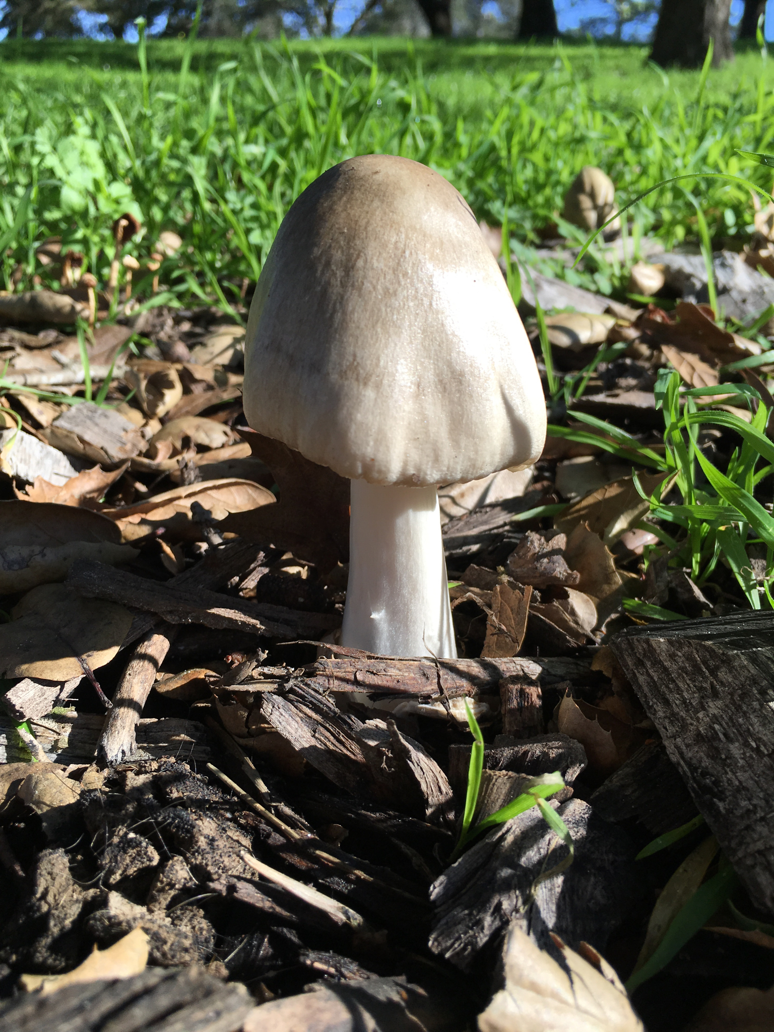 Volvariella gloiocephala image