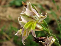 Gladiolus permeabilis permeabilis