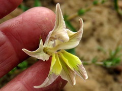Gladiolus permeabilis permeabilis