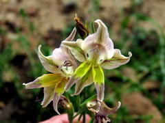 Gladiolus permeabilis permeabilis