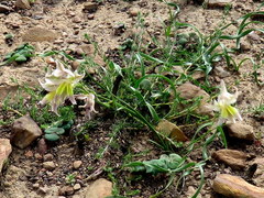 Gladiolus permeabilis permeabilis