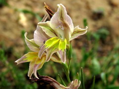 Gladiolus permeabilis permeabilis