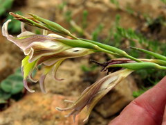 Gladiolus permeabilis permeabilis