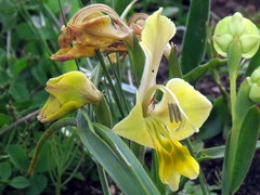 Gladiolus virescens